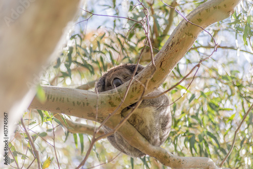Canvas Print Koala bear resting in tree