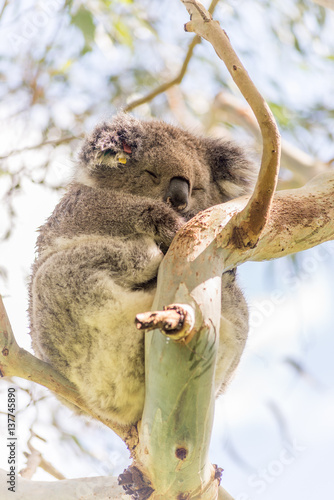 Fototapeta Naklejka Na Ścianę i Meble -  Koala bear resting in tree