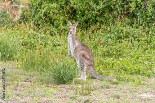 Lone Kangaroo