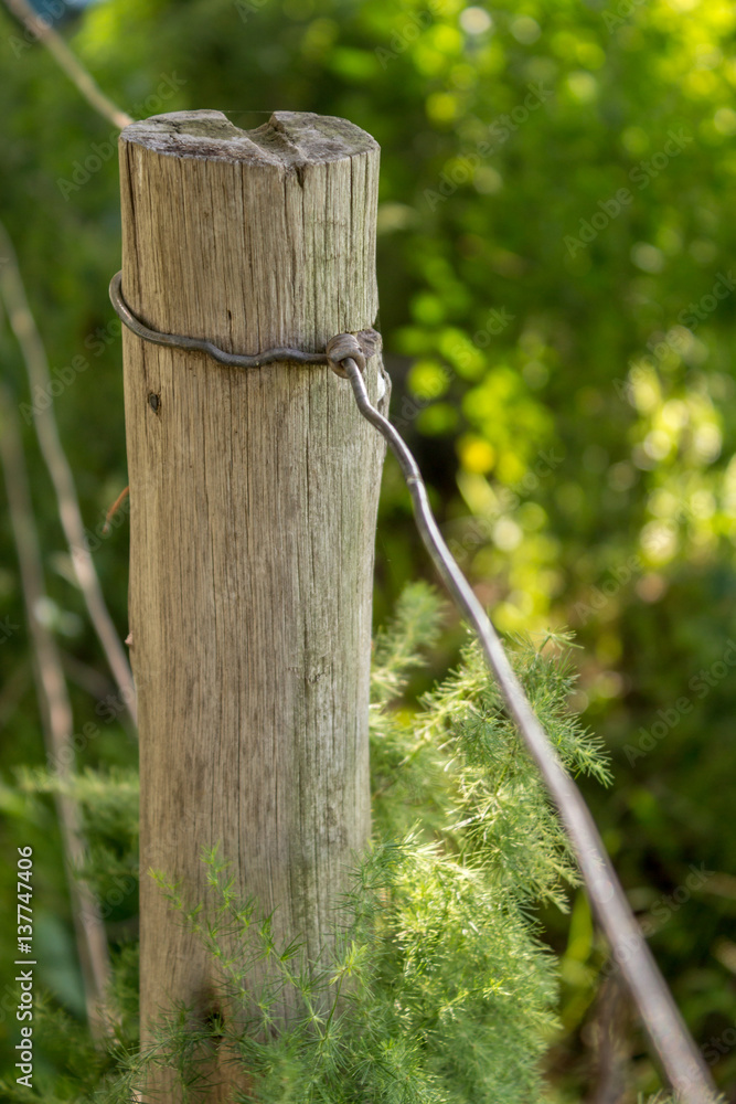 Weathered lonely wood fence pole with fern Weathered lonely wood fence pole with fern