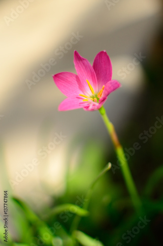 Pink Zephyranthes Carinata flower