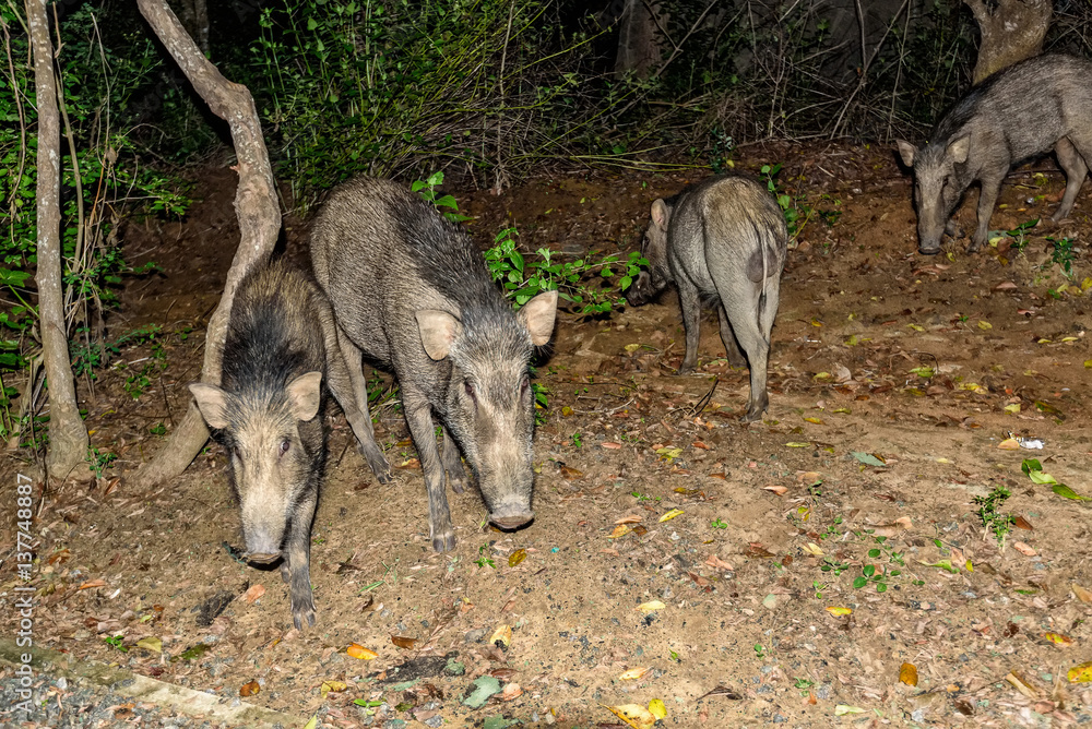 Indian boar or Sus scrofa cristatus Indian boar or Sus scrofa cristatus
