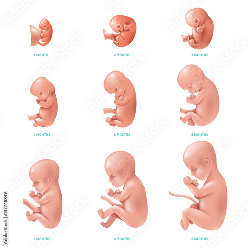 Human Fetus Inside Icon Set