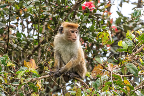 Sri-Lankan toque macaque