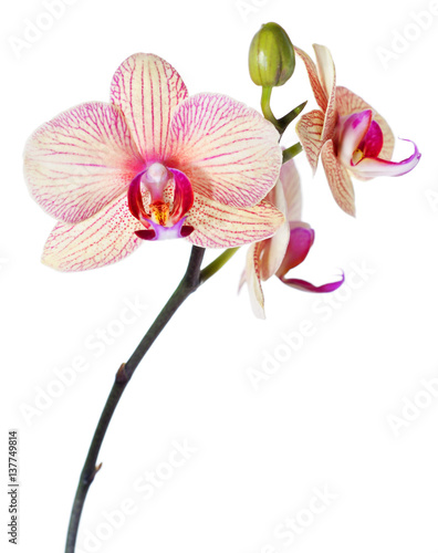  Phalaenopsis orchid isolated on white