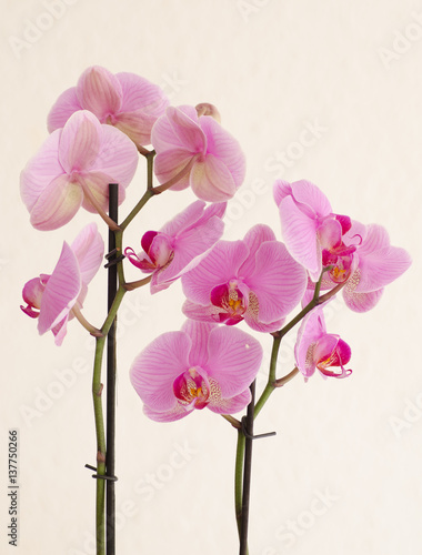 pink orquids blooms