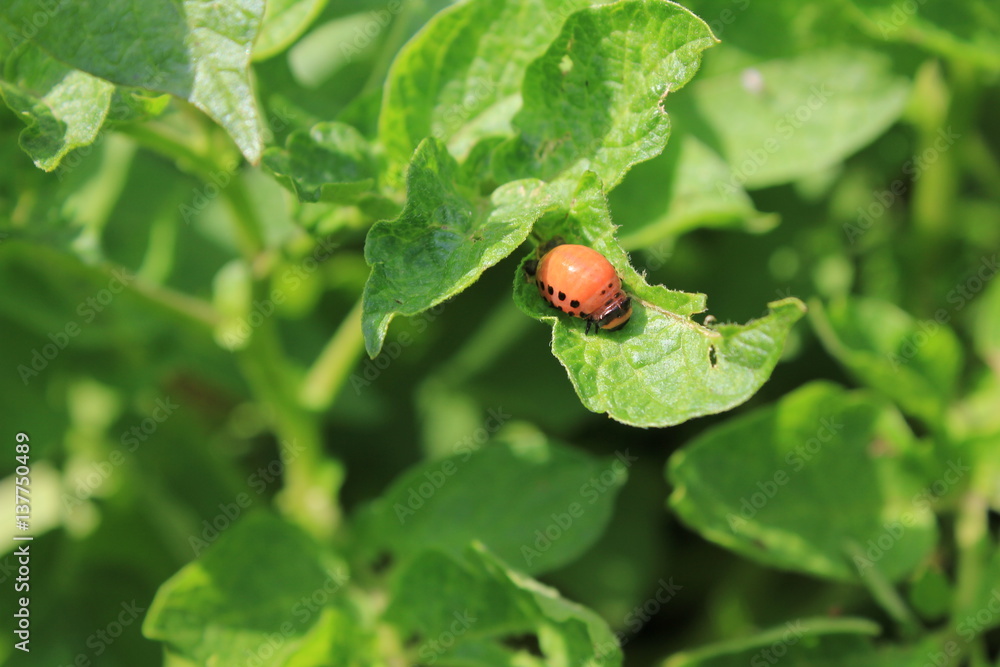 Colorado potato beetle on green leaves macro 8195 Colorado potato beetle on green leaves macro 8195