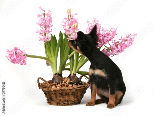 Russian Toy with flowerr in front of white background dress whit orange photo