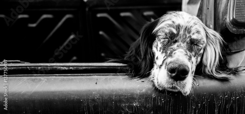 Obraz na płótnie dog sleeping in the trunk