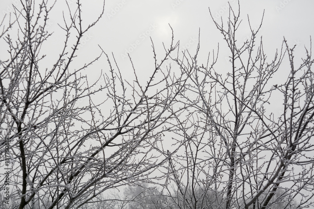 Trees in Winter Trees in Winter