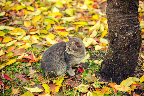 Cat sitting on the leaves in autumn