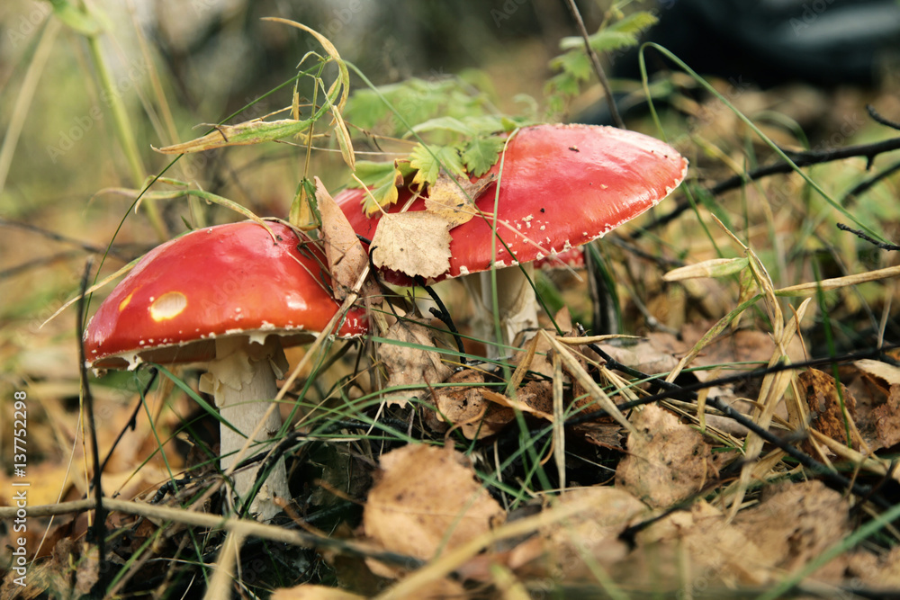 Two amanitas in the green and yellow leaves in autumn Two amanitas in the green and yellow leaves in autumn