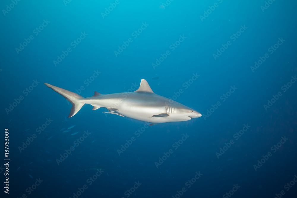 Obraz premium Grey reef shark floating in deep water