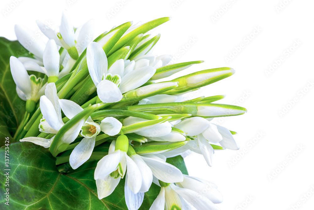 Snowdrops isolated on white background Snowdrops isolated on white background