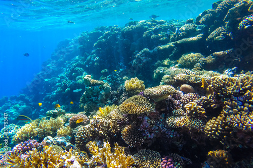 red sea underwater coral reef