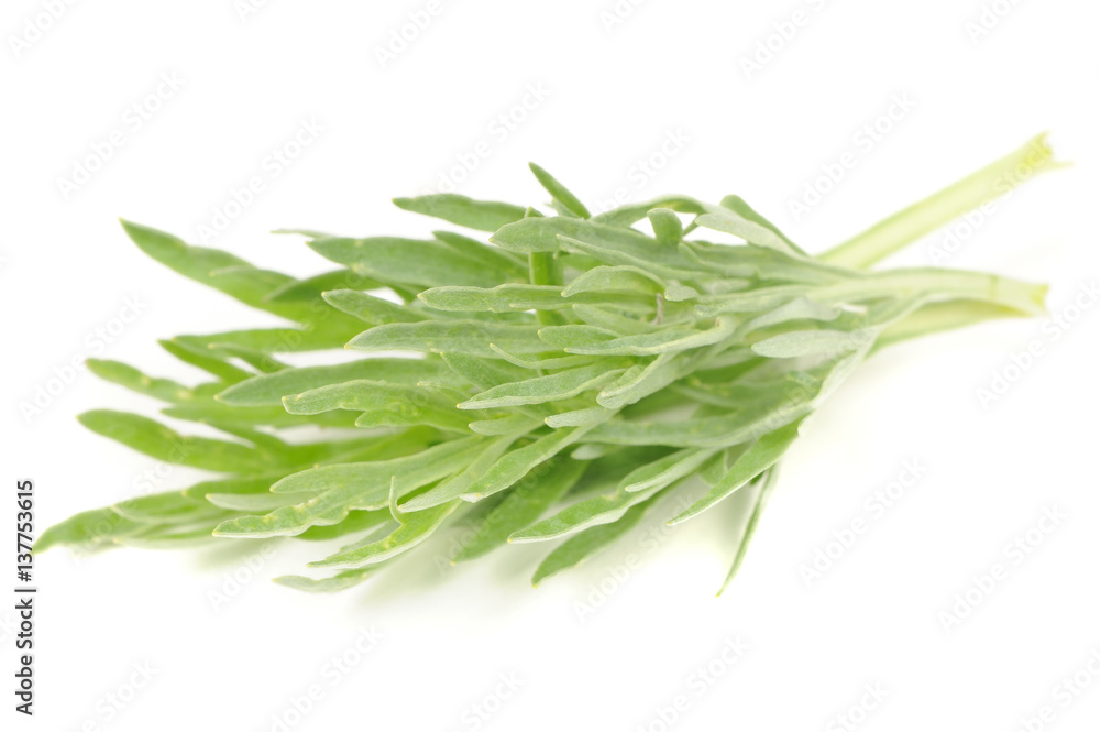Fototapeta premium Wormwood Isolated on White Background