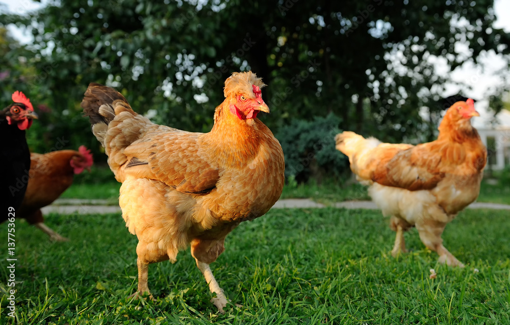 Fototapeta premium Chickens in the Farmyard