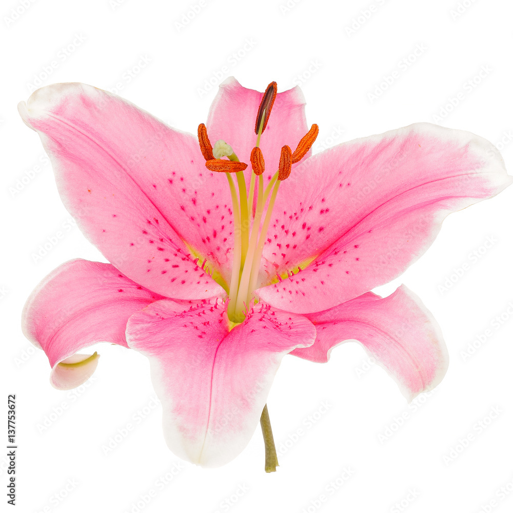 Naklejka premium Lily Isolated On White