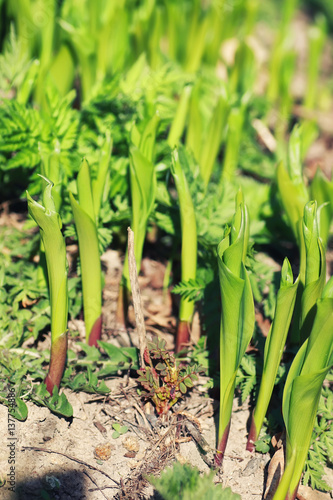 spring grass and flower in a field