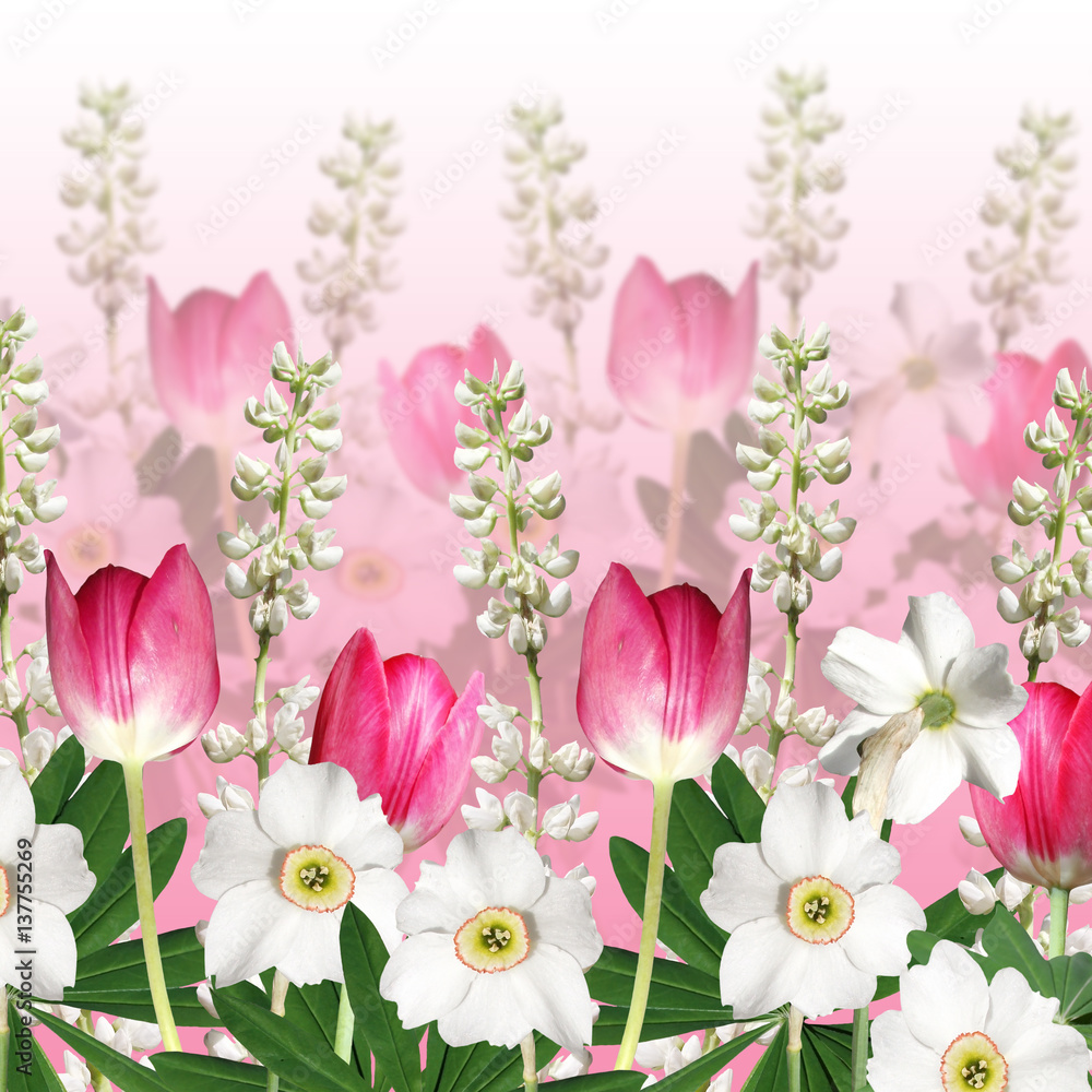 Beautiful floral background with narcissus, tulips and lupine 