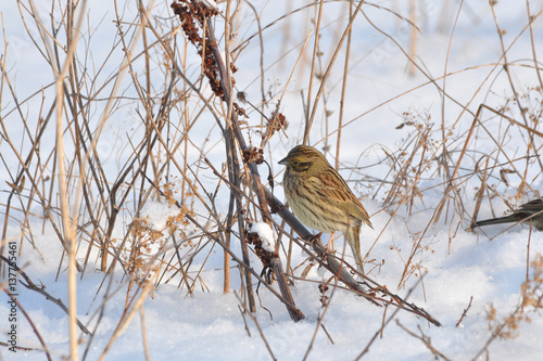 Yellowhammer, Emberiza citrinella, little bird on snow. Bird eating grass seeds. Beautiful bird searches for food in the cold winter days © Ivan