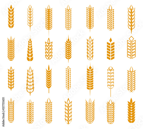 Wheat, rye and barley ear set isolated on white background. Grain ears vector illustration for beer, baking and farming label designs