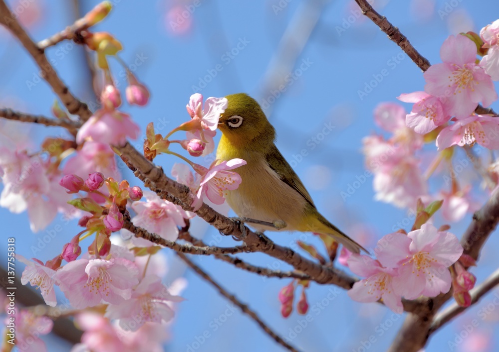 Japanese white-eye bird (Zosterops japonicus) and cherry blossoms Japanese white-eye bird (Zosterops japonicus) and cherry blossoms