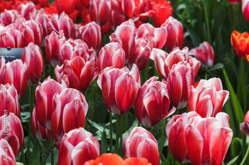 Fototapeta Naklejka Na Ścianę i Meble -  Flower bed with red tulips (Tulipa) in spring time