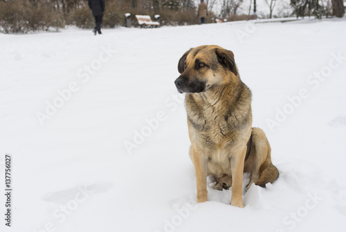 Portrait of mixed breed stray dog on a winter street © Yuri Kravchenko
