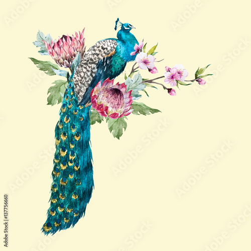 Watercolor vector peacock with flowers