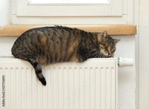 at on the radiator, warm, cat relaxing 