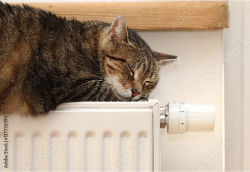 at on the radiator, warm, cat relaxing 