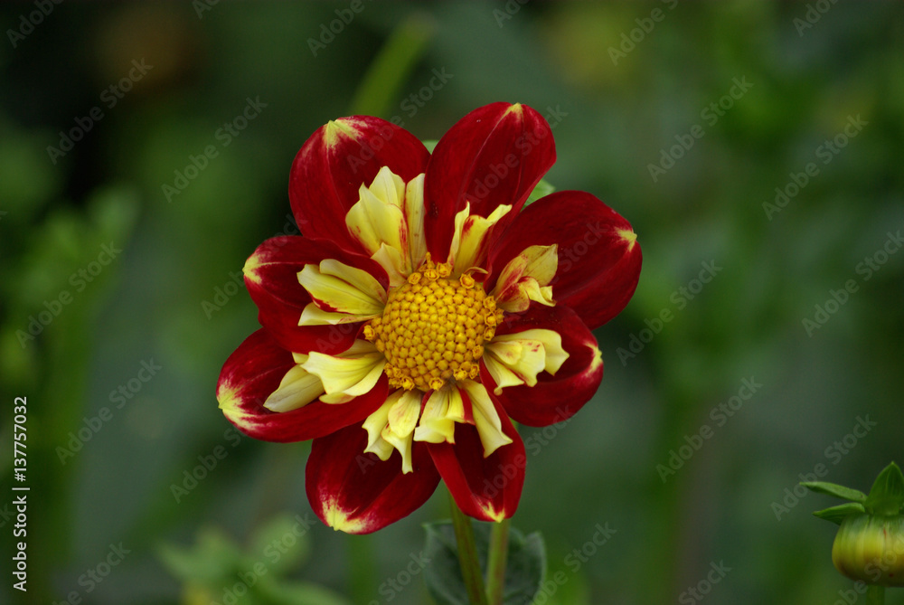 Dahlia rouge et jaune au jardin en été Dahlia rouge et jaune au jardin en été