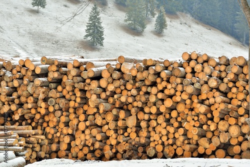 Tableau sur toile Exploitation of forests