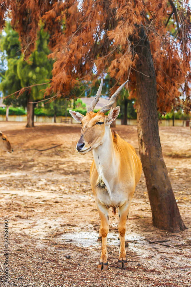 antelope in nature standing under a tree. horned animal looks into the camera. kudu antelope antelope in nature standing under a tree. horned animal looks into the camera. kudu antelope