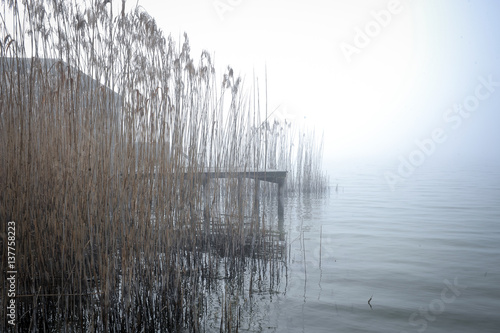 Schilf und Bootshaus im Nebel am Seeufer