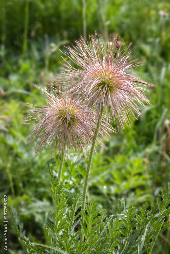 Withered Pasque Flower in Italian Alps
