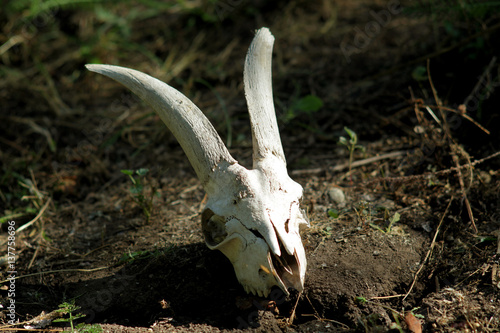 The skull of a goat lying on the ground
