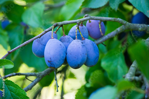Fresh blue plums