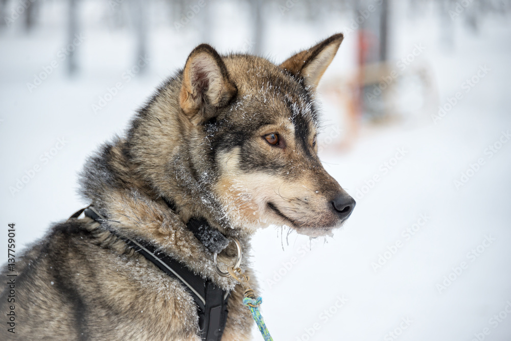 Husky dog close-up, Lapland, Finland Husky dog close-up, Lapland, Finland
