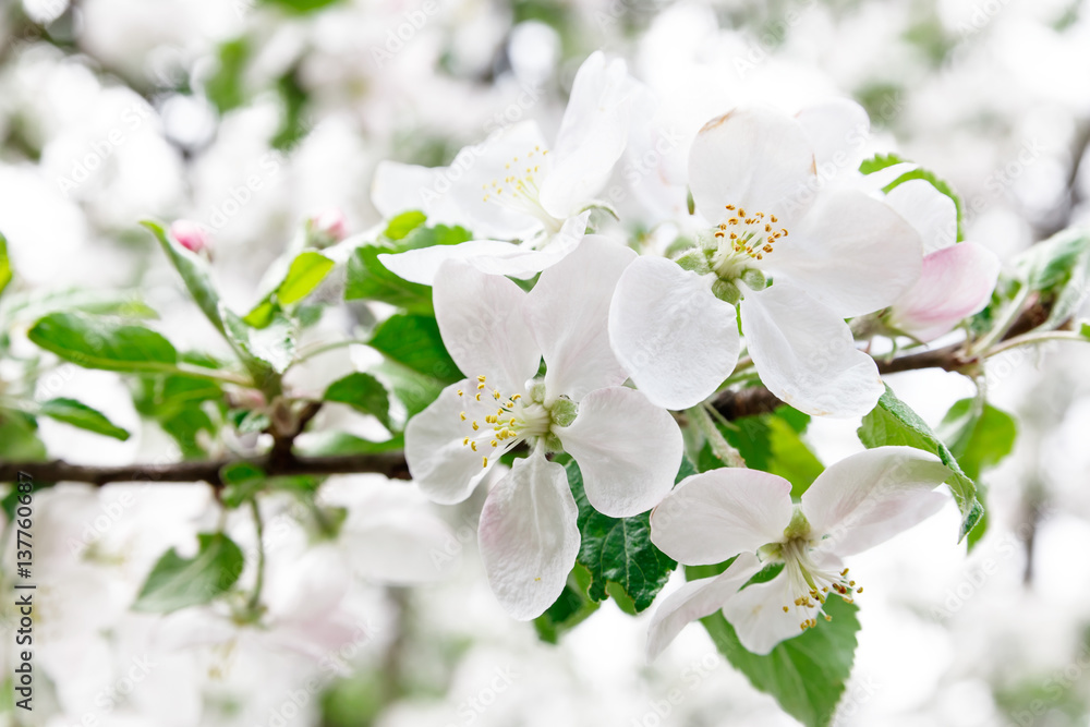 Blossom apple branch