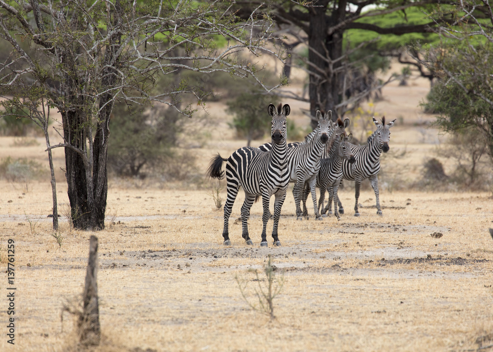 Obraz premium zebra safari Tanzania , Africa