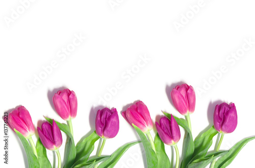 pink tulips