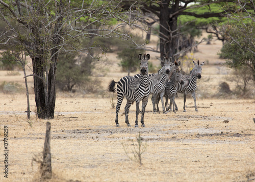 zebra safari Tanzania   Africa