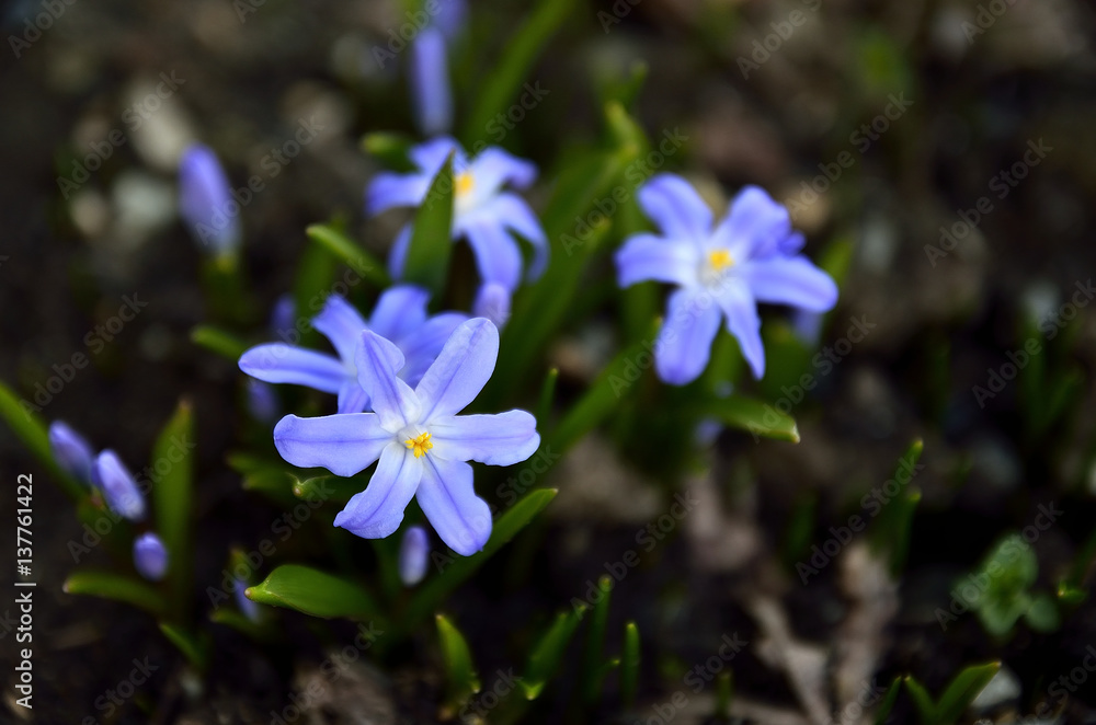 Chionodoxa luciliae (Glory of the Snow), this little bulb native to western Turke Chionodoxa luciliae (Glory of the Snow), this little bulb native to western Turke