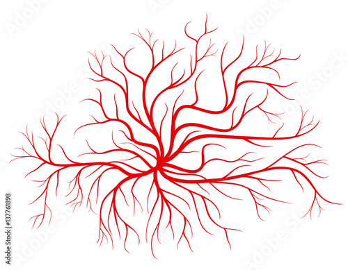 Human blood veins, red vessels vector illustration