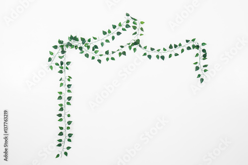 branch of ivy
