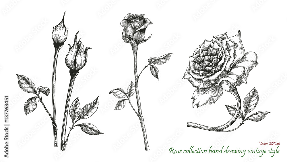 Obraz premium Rose hand drawing engraving style