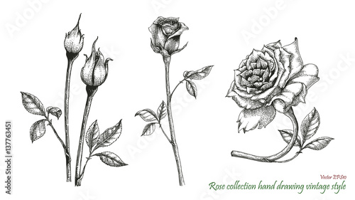 Rose hand drawing engraving style