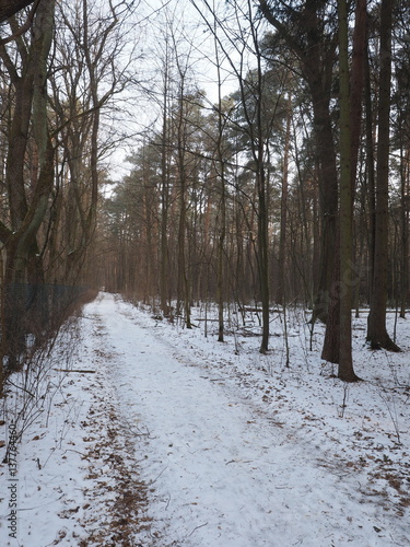 Wallpaper Mural Forrest path through a pine forrest with light snow cover, Germany 2017 Torontodigital.ca